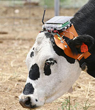 Cattle meaning